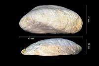 Lithodomus archiacii